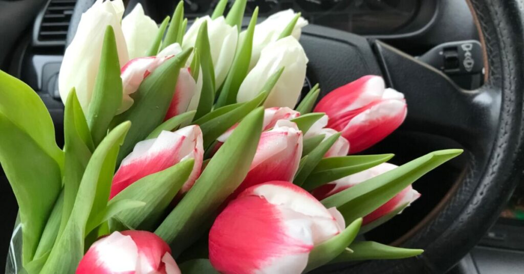 Fiori di tulipano in auto - Si possono lasciare fiori in auto? 