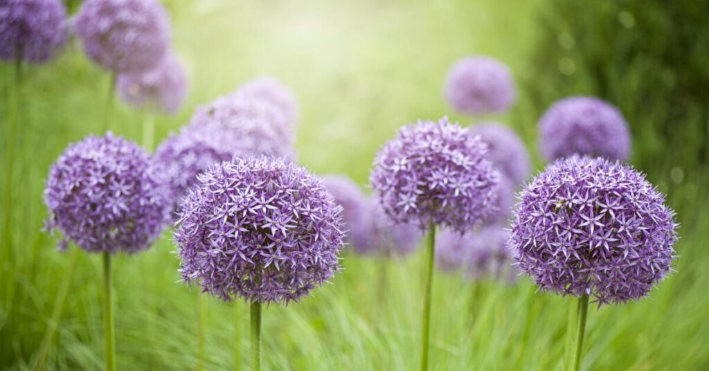  Cipolle ornamentali (Allium)