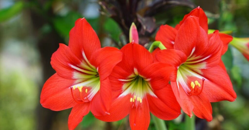 Fiore di Amaryllis (Amaryllidaceae)