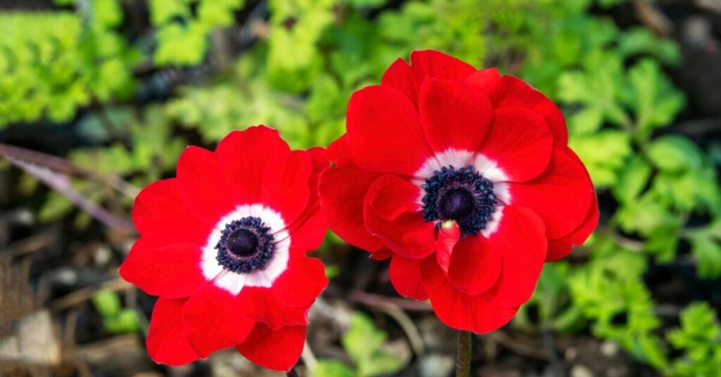 Fiore di anemone (Anemone Coronaria)