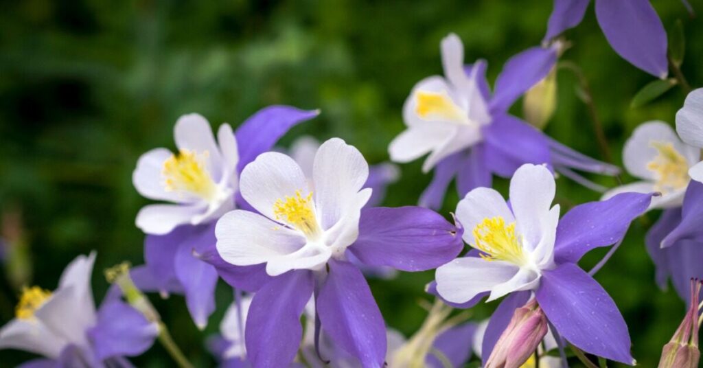 Fiore di aquilegia (aquilegia)