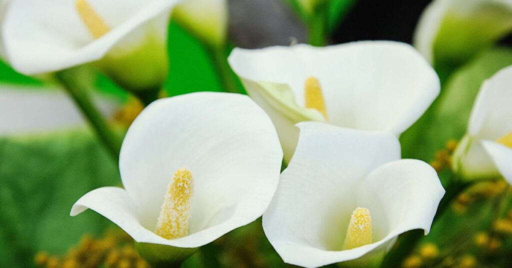 Fiore di arum (Zantedeschia)