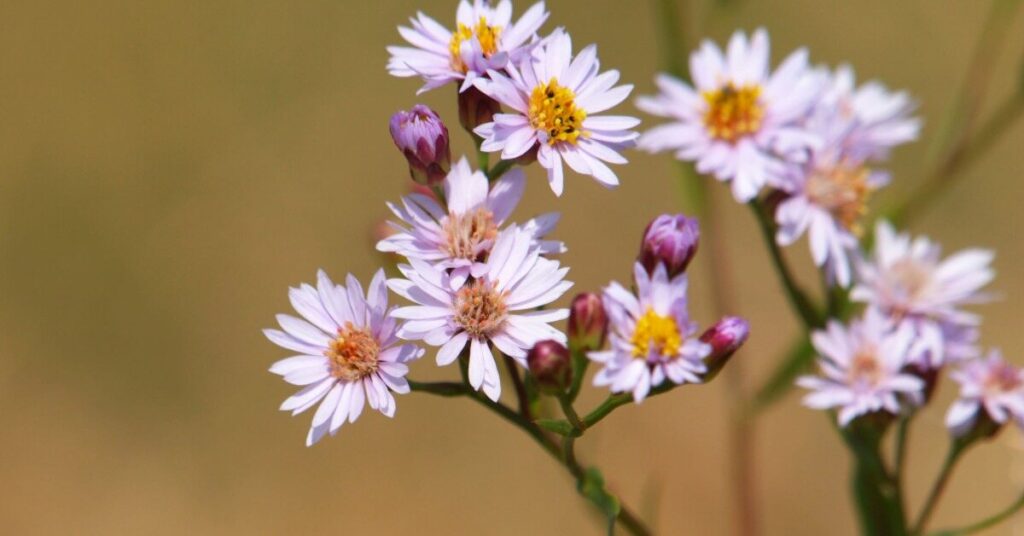 Fiore di aster (Tripolium Pannonicum)