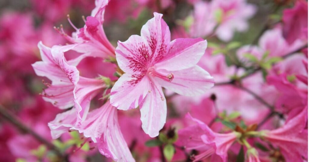 Fiore di azalea (R. Arborescens)