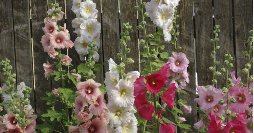 Alcea (fiore di agrifoglio)