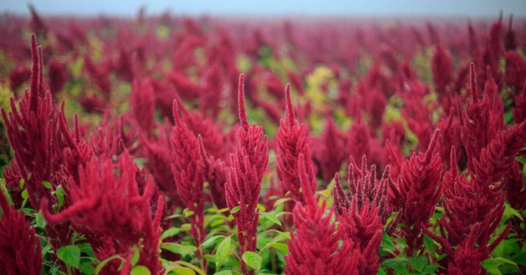 Fiore di amaranto (Amaranthus Cruentus)