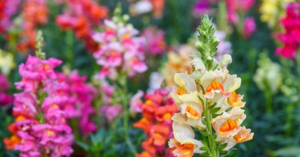  Fiore di Snapdragon (Antirrhinum)