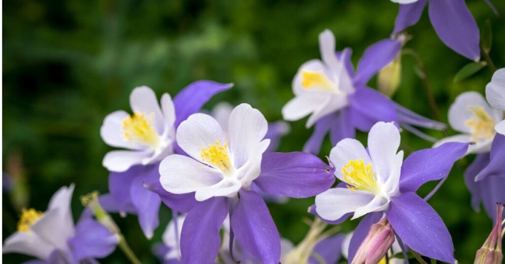 Fiore di Aquilegia