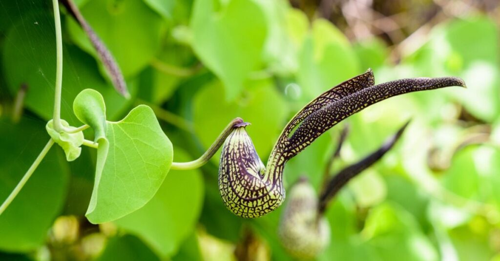 Fiore della pipa olandese (Aristolochia)