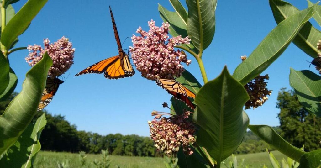 Fiore d'alga (Asclepias)