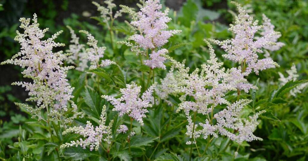 Barba di capra (Astilbe Chinensis)