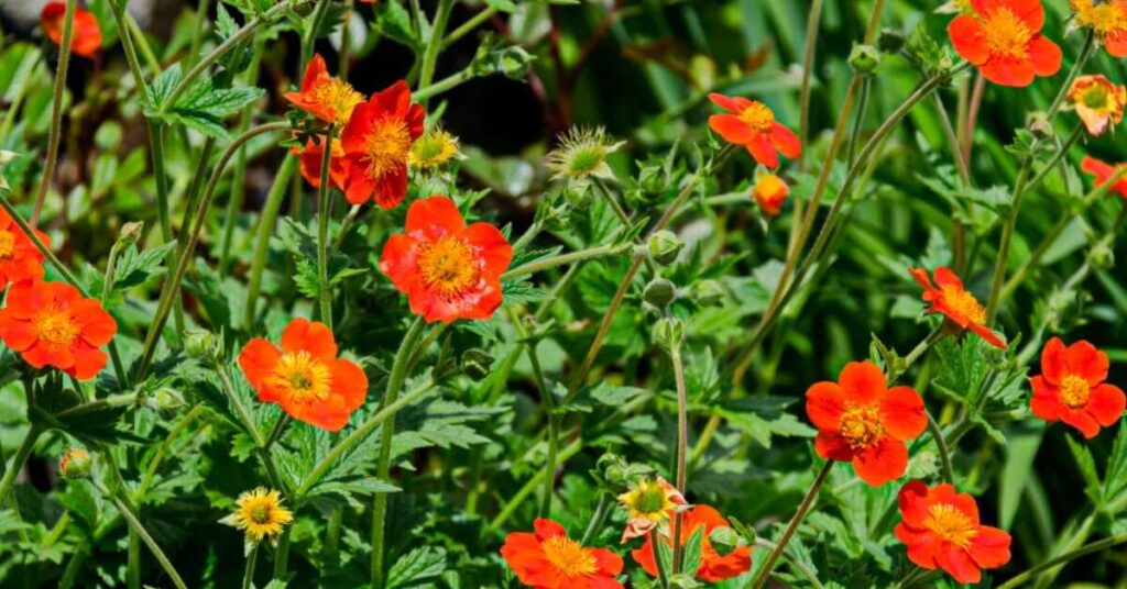 Fiore di Avens (Geum)