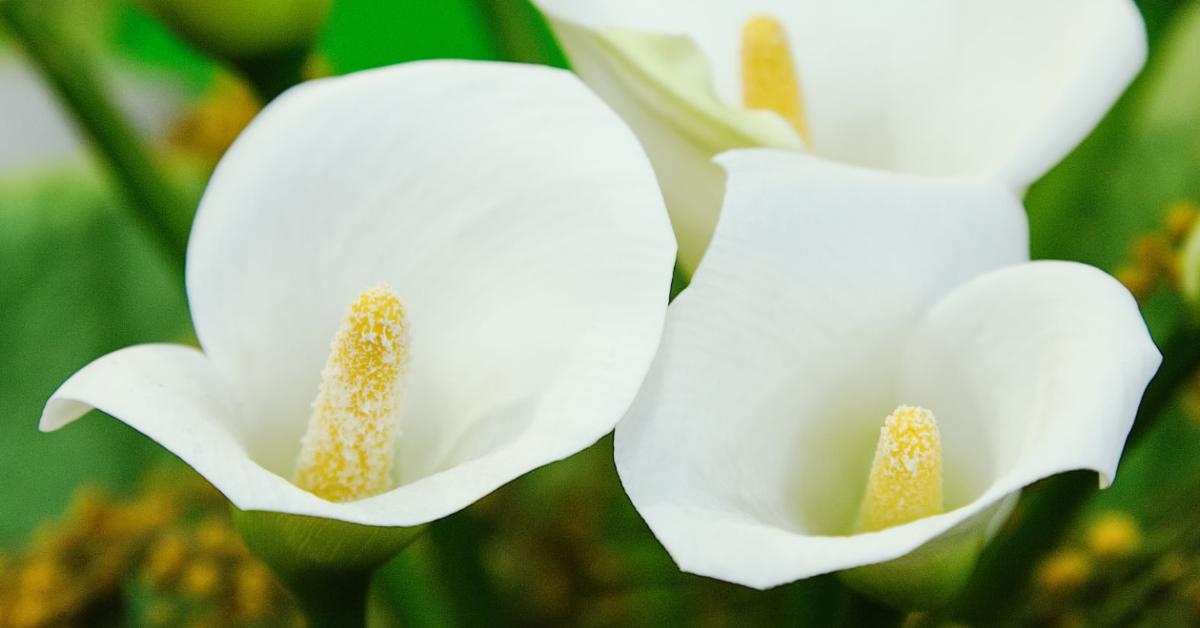 Calla Lilies