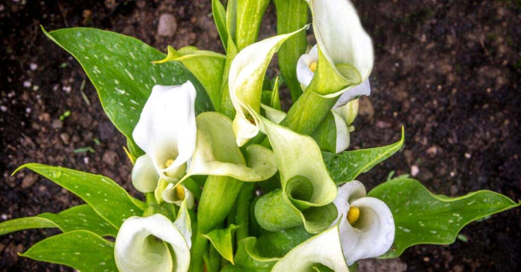 Gigli di Calla in giardino