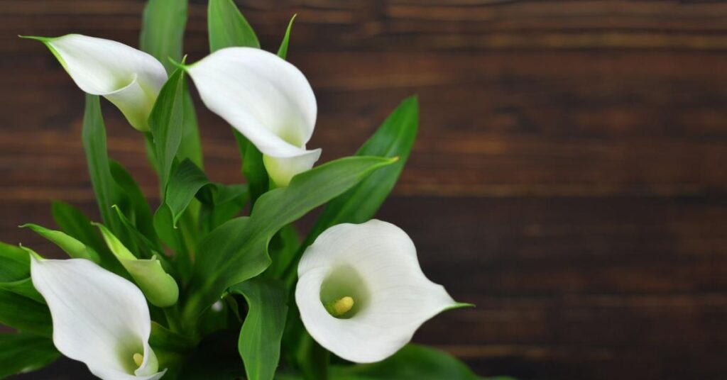 I gigli di Calla cadono in casa 