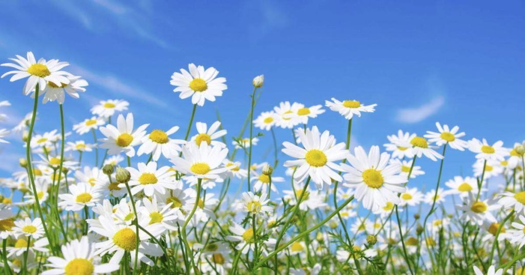 12 Amazing Flowers That Start with D - Daisy