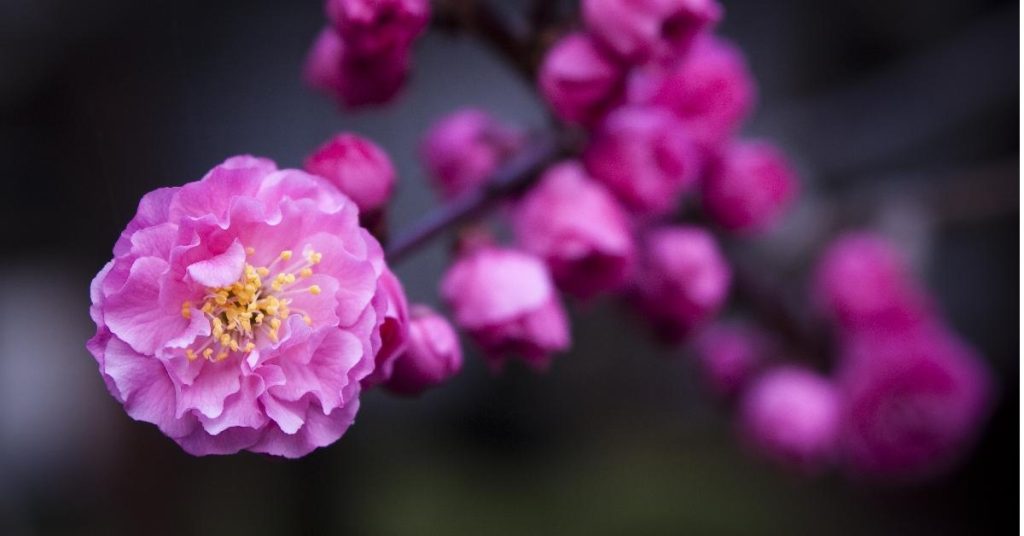 12 Amazing Flowers That Start with D - Daphne