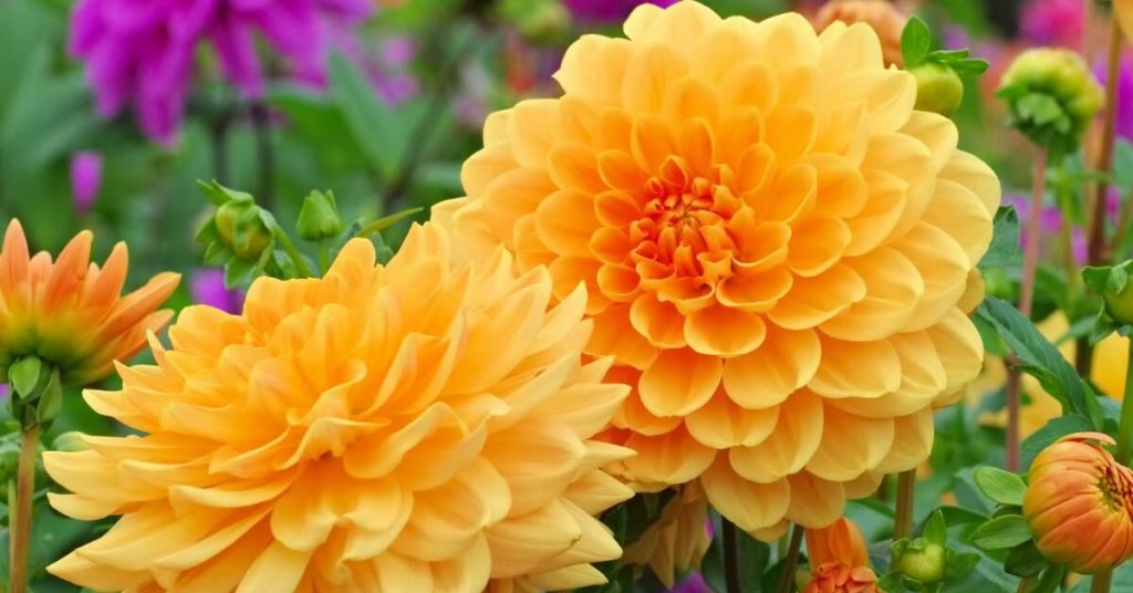 12 Amazing Flowers That Start with D - Dahlia