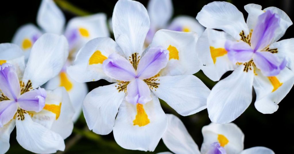 12 Amazing Flowers That Start with D - Dietes