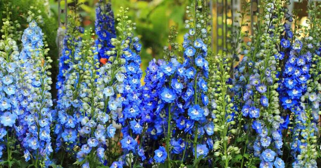 12 Amazing Flowers That Start with D - Delphinium