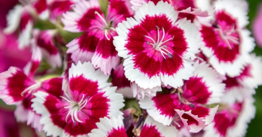 12 Amazing Flowers That Start with D - Dianthus