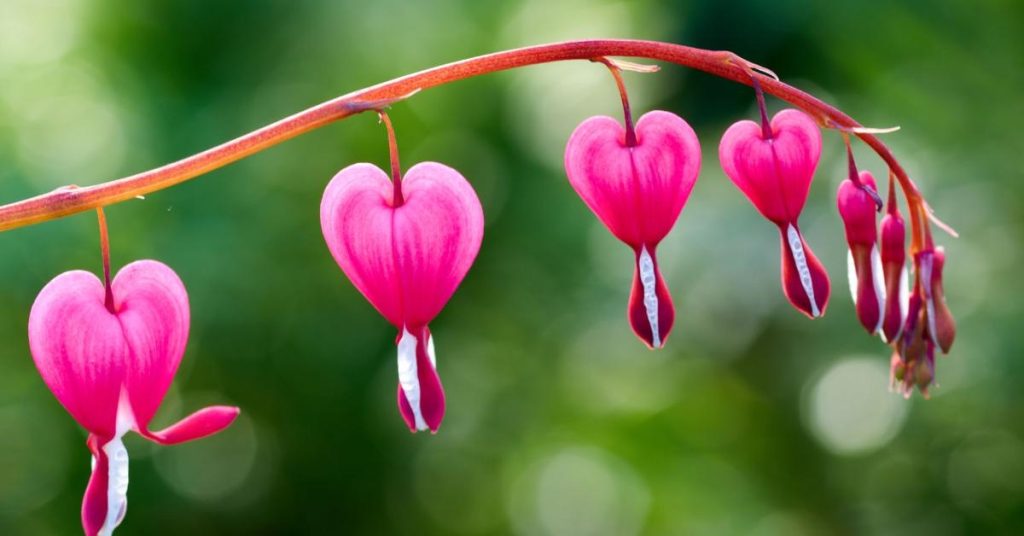 12 Amazing Flowers That Start with D - Dicentra