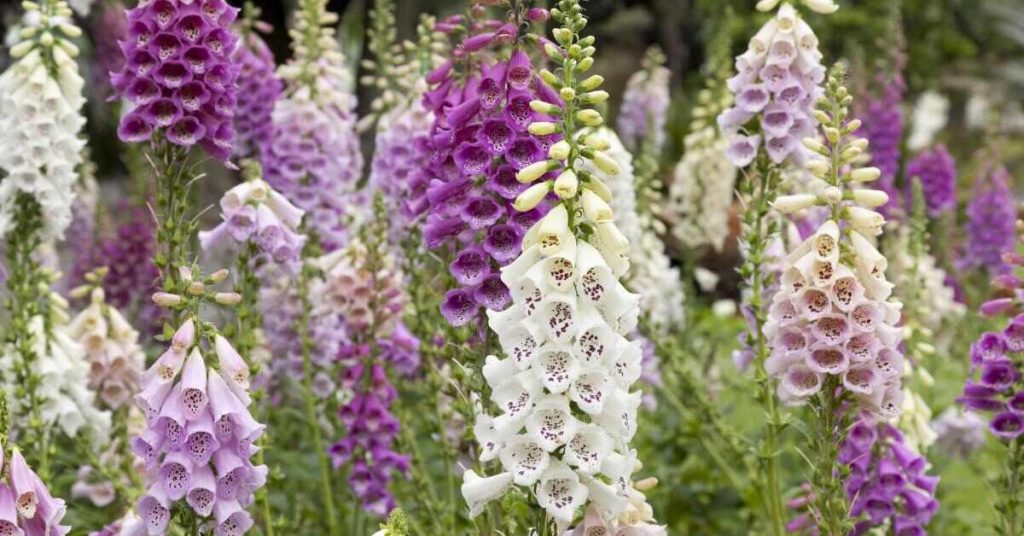 12 Amazing Flowers That Start with D - Digitalis 