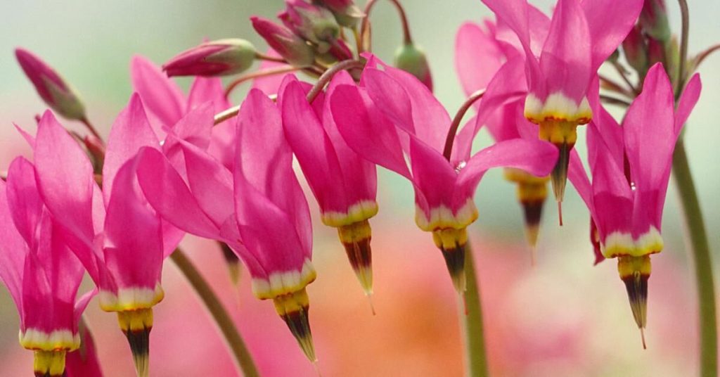 12 Amazing Flowers That Start with D - Dodecatheon