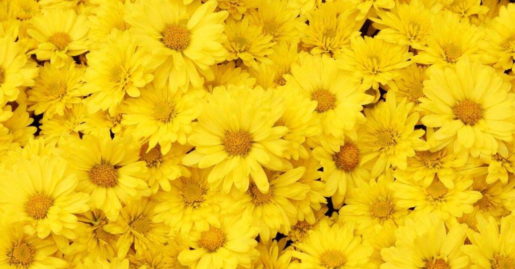 12 Amazing Flowers That Start with D - Doronicum