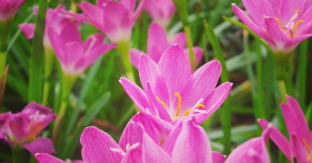 8 fiori brillanti che iniziano per Z - Zephyranthes