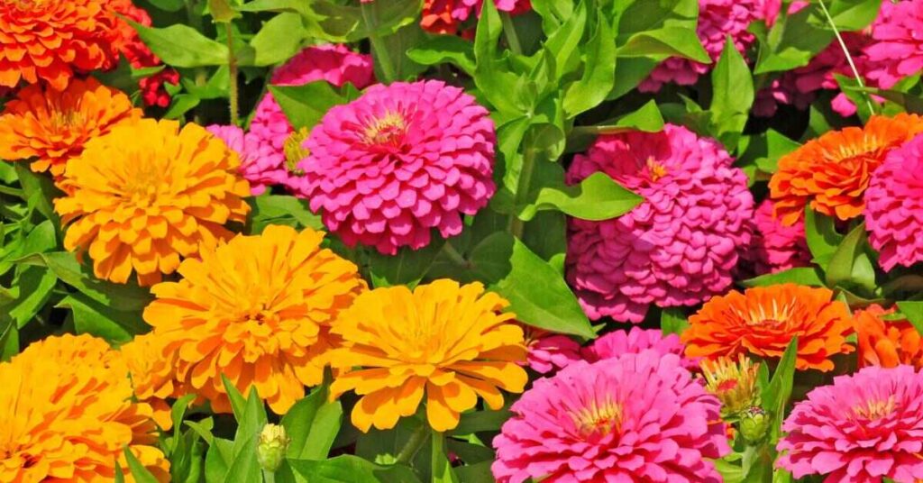 8 fiori brillanti che iniziano per Z - Zinnia