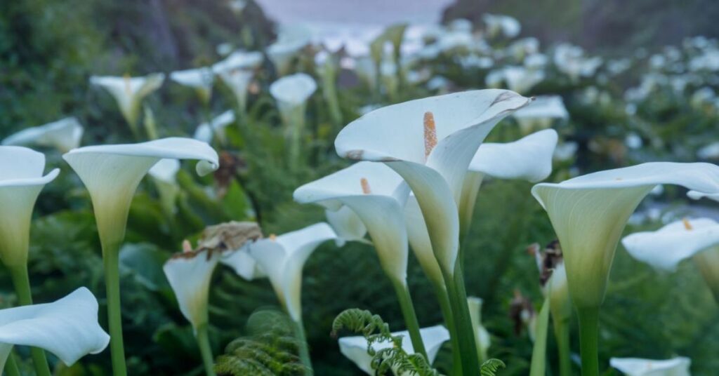 8 fiori brillanti che iniziano per Z - Zantedeschia