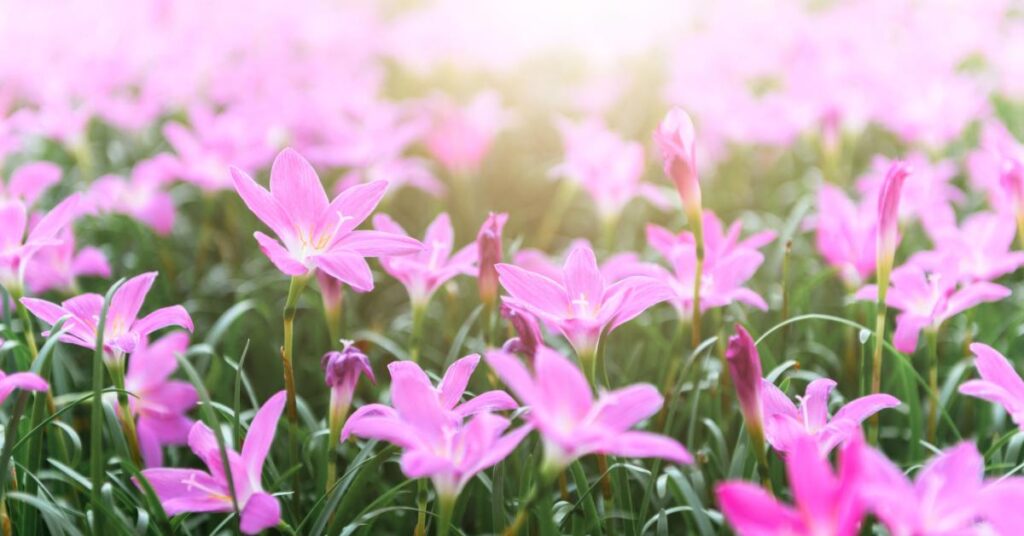 Fiori che iniziano per Z - Giglio di Zefiro 