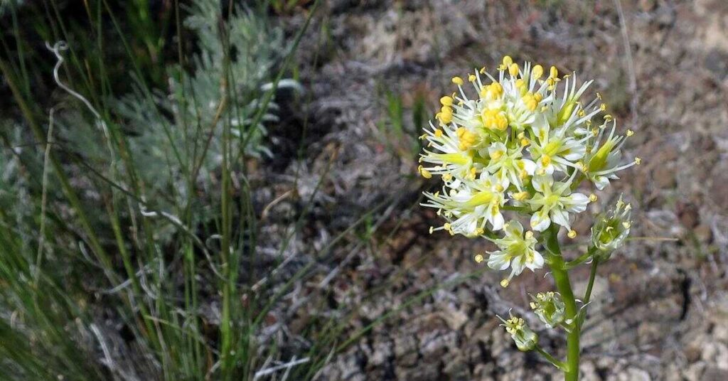 Fiori che iniziano per Z - Zigadenus