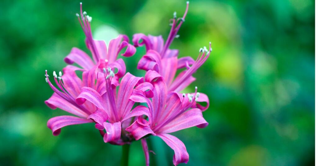 7 Neat Flowers That Start with The Letter N - Nerine