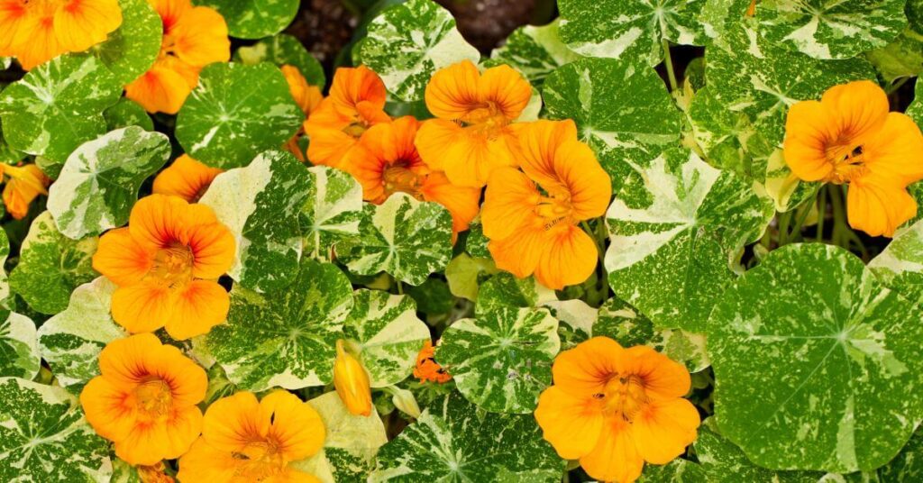 7 Neat Flowers That Start with The Letter N - Nasturium