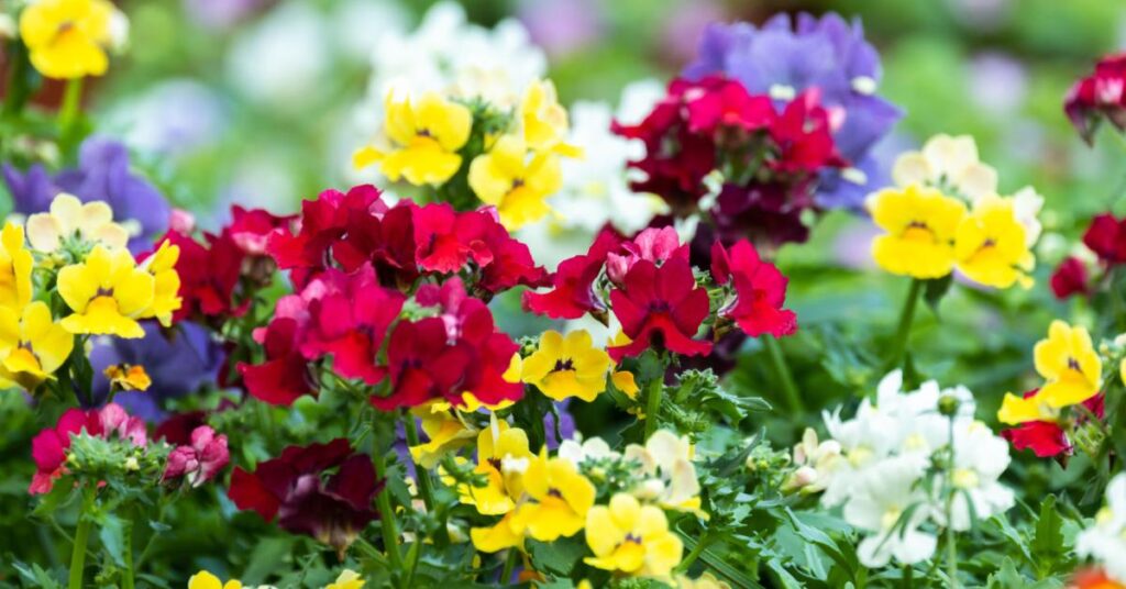 7 Neat Flowers That Start with The Letter N - Nemesia