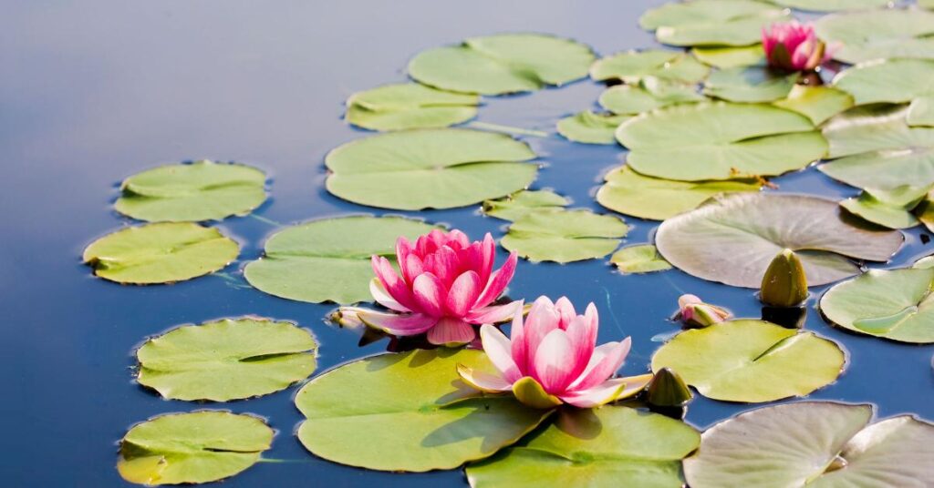 7 Neat Flowers That Start with The Letter N - Nymphaea