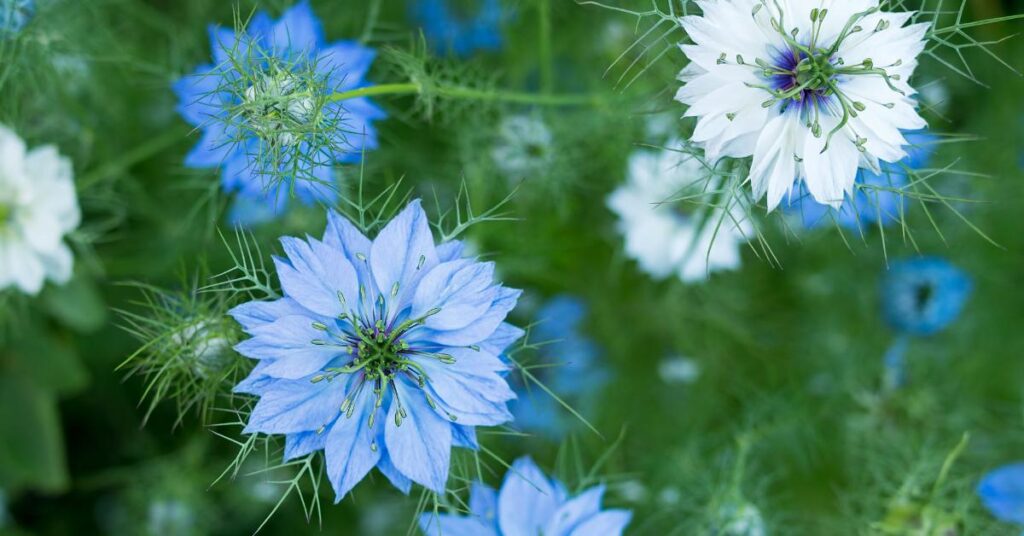 7 Neat Flowers That Start with The Letter N - Nigella