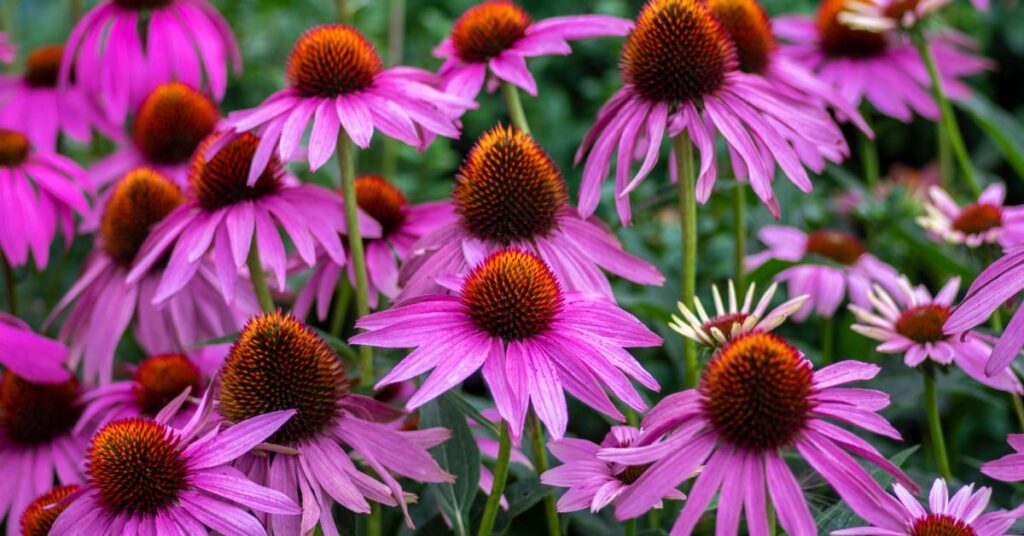 Flowers that start with E - coneflower