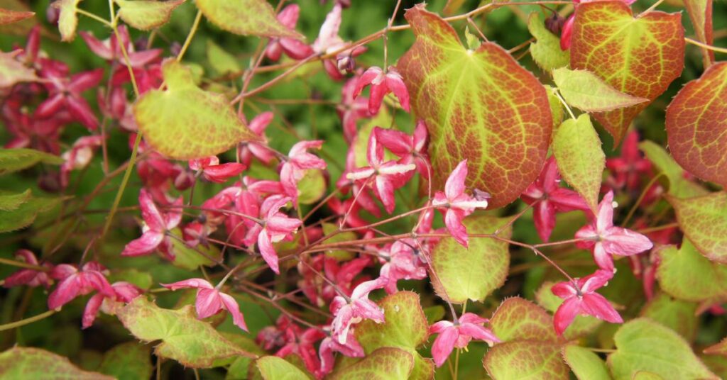 flowers that start with E - Epimedium