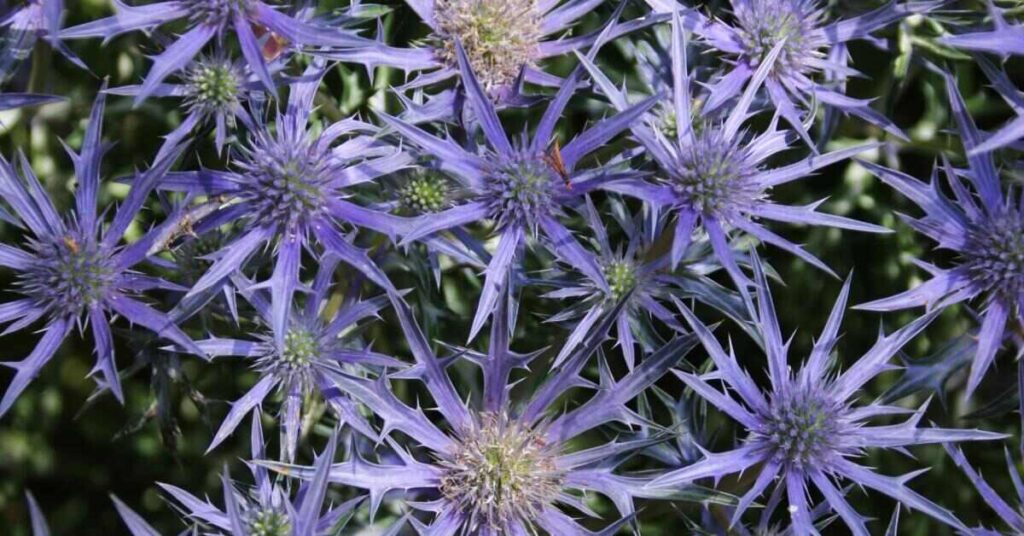 Eryngium