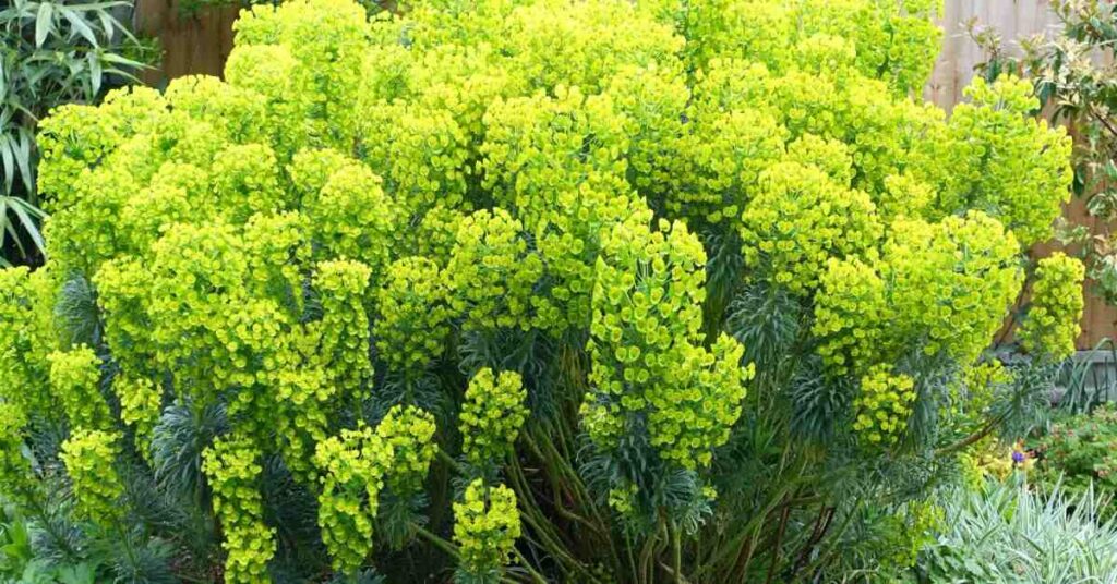 Flowers that start with E - Euphorbia 