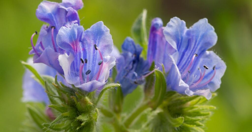 Flowers that start with E - viper's bugloss