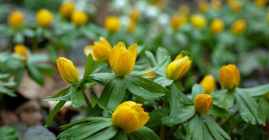 Eranthis