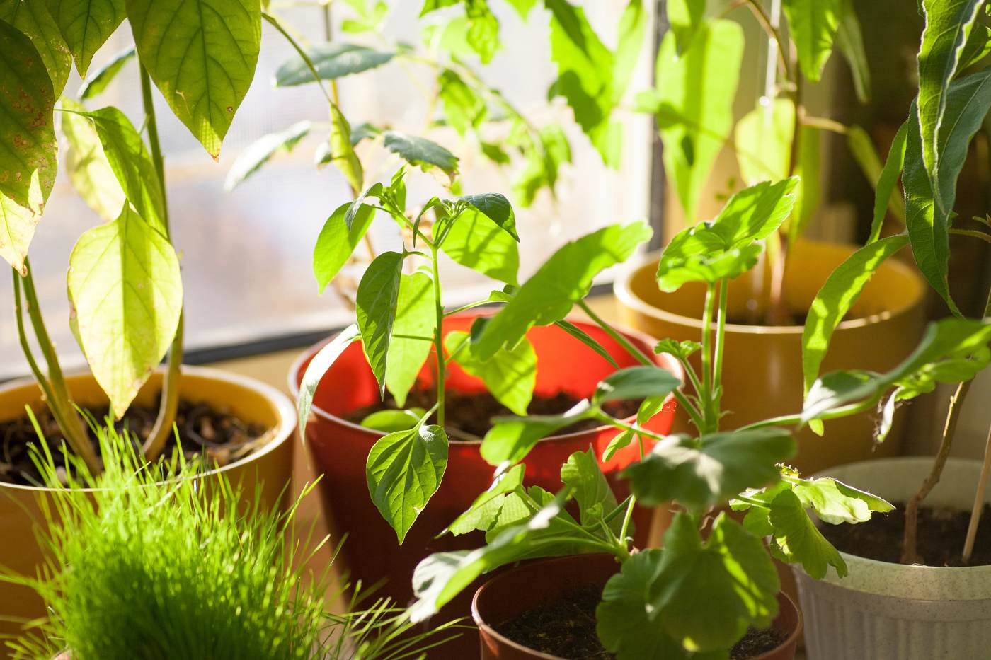 Group of houseplants on windowsill - 8 Ways to Protect Your Houseplants During Home Remodeling