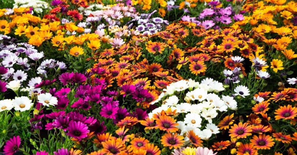 Flowers that start with O - Osteospermum