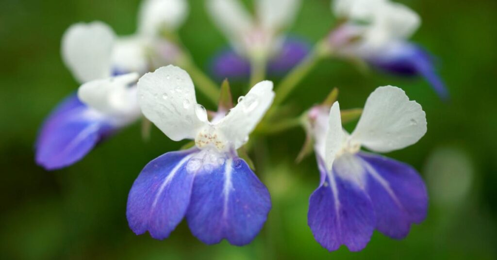 Flowers that start with O - Omphalodes