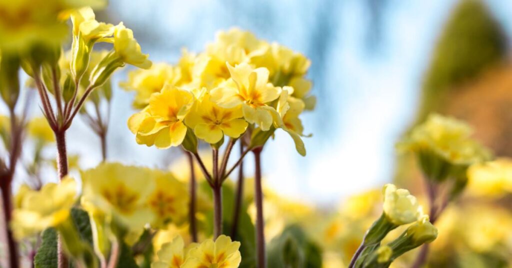 Flowers that start with O - evening primrose