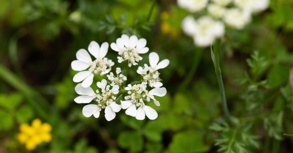 Flowers that start with O - Orlaya